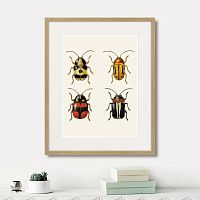 картина: assorted beetles №6, 1735г. в Кемерово