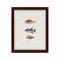 картина: tropical fish, 1830 в Кемерово