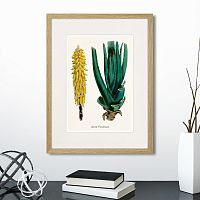 картина: botany illustration №1, 1836г. в Кемерово