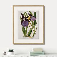 картина: exotic plants of the world №10, 1815г. в Кемерово