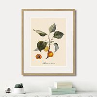 картина: juicy fruit lithography №2, 1870г. в Кемерово