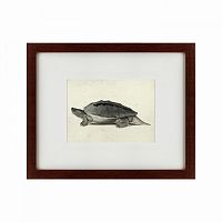 картина: a hand-painted illustration of a burmese roofed turtle, 1873 в Кемерово