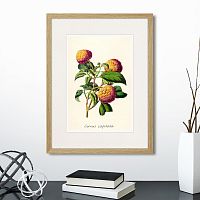 картина: botany illustration №22, 1836г. в Кемерово