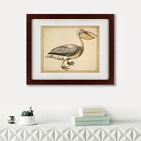 картина: a european pelican, 1635г. в Кемерово