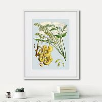 картина: himalaya plants decaisnea pods, 1869г. в Кемерово