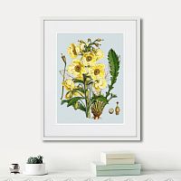 картина: himalaya plants yellow flower, 1869г. в Кемерово