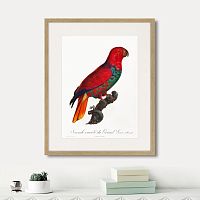 картина: beautiful parrots №9, 1872г. в Кемерово