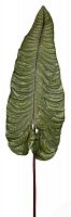 декор alocasia в Кемерово