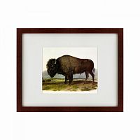 картина: american bison, 1845 в Кемерово