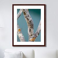 картина: trees on the galapagos islands, ecuador no3 в Кемерово