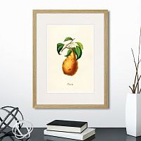 картина: botany illustration №18, 1836г. в Кемерово