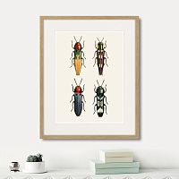картина: assorted beetles №5, 1735г. в Кемерово