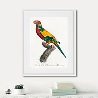 картина: beautiful parrots №7, 1872г. в Кемерово