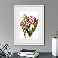 картина: caribian flora pink plumeria flower branch, 1740г. в Кемерово