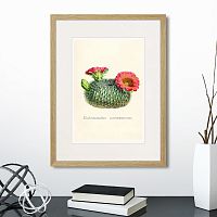картина: botany illustration №13, 1836г. в Кемерово