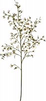 декор oncidium orchid в Кемерово