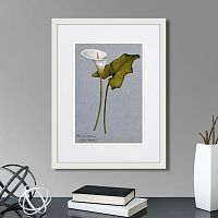 картина: arum lily, 1899г. в Кемерово