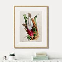 картина: exotic plants of the world №11, 1815г. в Кемерово
