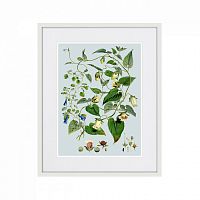картина: himalaya plants blue and white flowers, 1869г. в Кемерово