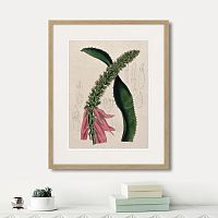 картина: exotic plants of the world №2, 1815г. в Кемерово