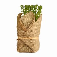 растение декоративное potted herb polini в Кемерово