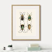картина: assorted beetles №8, 1735г. в Кемерово