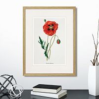 картина: botany illustration №15, 1836г. в Кемерово