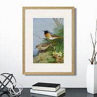 картина: pair of redstarts, 1923г. в Кемерово