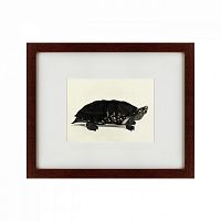 картина: an arakan forest turtle, 1873 в Кемерово