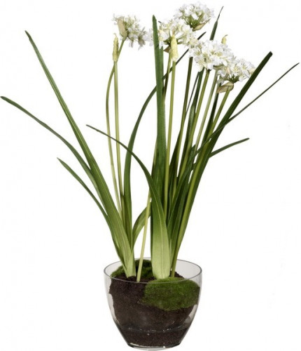 декор allium в Кемерово