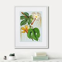 картина: himalaya plants hodsgonia flower white and yellow, 1869г. в Кемерово