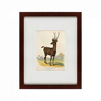 картина: a rusa deer, 1830 в Кемерово