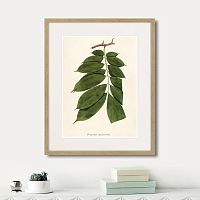 картина: fragmenta botanica №10, 1809г. в Кемерово