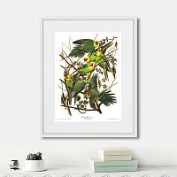картина: carolina parrot, 1841г. в Кемерово