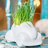 набор для выращивания eco машина в Кемерово