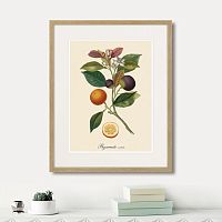 картина: juicy fruit lithography №11, 1870г. в Кемерово