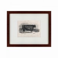 картина: a devon bull, 1849 в Кемерово