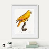 картина: beautiful parrots №1, 1872г. в Кемерово