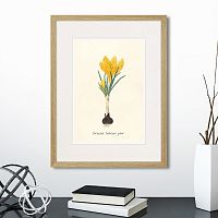картина: botany illustration №10, 1836г. в Кемерово