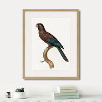 картина: beautiful parrots №10, 1872г. в Кемерово
