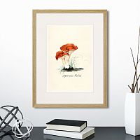 картина: botany illustration №5, 1836г. в Кемерово
