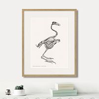 картина: sarcoramphus gryphus , 1867г. в Кемерово