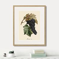 картина: juicy fruit lithography №12, 1870г. в Кемерово