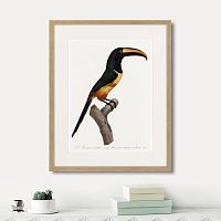 картина: beautiful toucans №4, 1806г. в Кемерово
