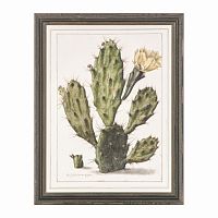 постер opuntia cactus зеленый в Кемерово
