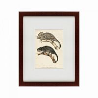 картина: des reptiles, 1705 в Кемерово