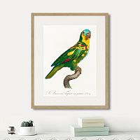 картина: beautiful parrots №11, 1872г. в Кемерово