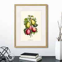 картина: botany illustration №20, 1836г. в Кемерово