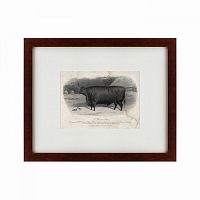 картина: a devon steer, 1869 в Кемерово