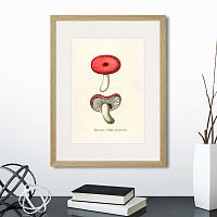 картина: botany illustration №12, 1836г. в Кемерово